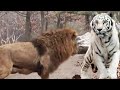 Download Lagu JANGAN DI TONTON !! Pertarungan Sampai Mati Singa VS Harimau Putih Mp3 Free