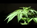Tribal Seeds - The Garden 