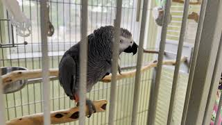 Apollo Talking in his Cage