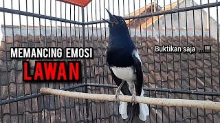 Download lagu kacer gacor NGEPLONG tarung ini paling ampuh buat PANCINGAN KACER agar EMOSI mp3 Download lagu kacer gacor NGEPLONG tarung ini paling ampuh buat PANCINGAN KACER agar EMOSI mp3