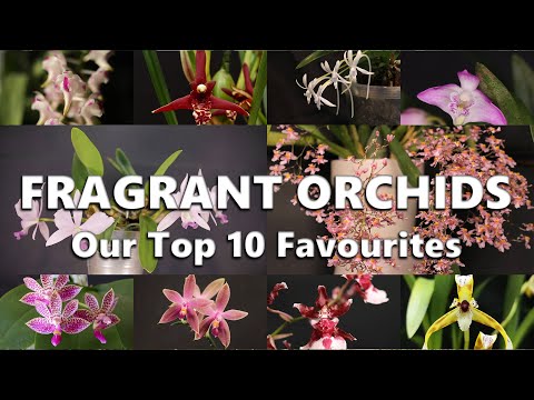 Our Top 10 Favourite Fragrant Orchids