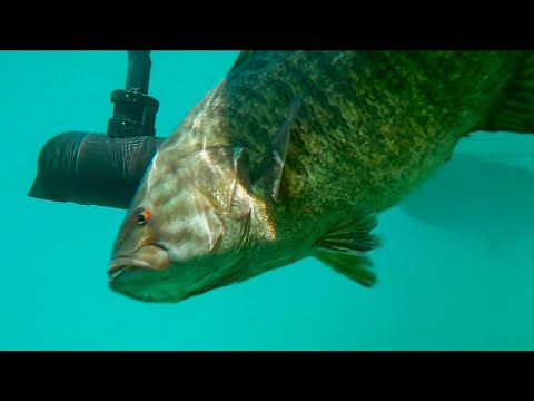 Clear Water Fishing? These Tricks Always Catch Bass!