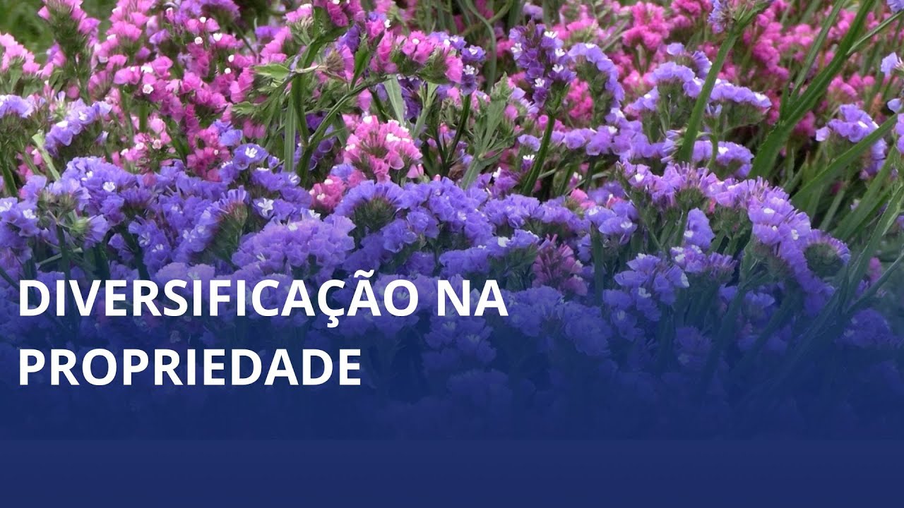 Casal de Rio do Sul investe na produção de flores e frutas