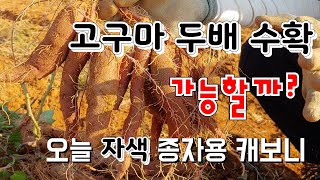 고구마 두배 수확 가능 할 까 ? 오늘 자색 종자용 캐보니 ~~ Can you harvest the swee…