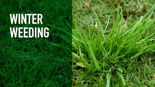 Winter Lawn Care Products | Treating and Preventing Lawn Weeds
