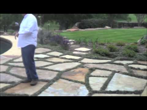 What Is It - Dwarf Mondo Grass