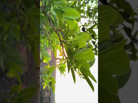 Alemaariye🍂 Kannada Song Status | Kannada Song #alemaariye #kannadasongstatus #kannadastatus #shorts