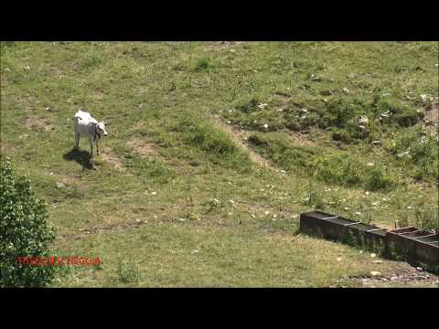 UNA MUCCA SOLITARIA IN ALPEGGIO ALLA PANICE SOPRANA A QUOTA 1400. DOM. 28 - 6 - 2020.