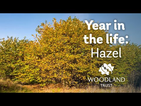 A year in the life of a hazel tree