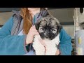 Havanese dogs for sale: Maggie AKC - Video 1