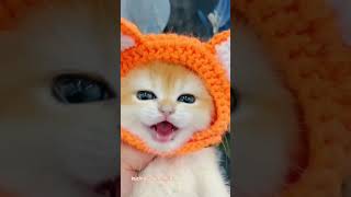 Download lagu Suara Anak kucing lucu 😻😻😍 #shorts #cat #videoshort #meow #trendingshorts #trending mp3 Download lagu Suara Anak kucing lucu 😻😻😍 #shorts #cat #videoshort #meow #trendingshorts #trending mp3