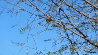 preview picture of video 'Orange Crowned Warbler - Greenacres, FL'
