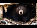 California’s Gone Wild: Man Can’t Remove a BEAR from His Own Home Thanks to Crazy Laws!