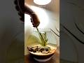 Easiest Planted Shrimp Bowl Setup You Ll Love