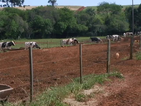 ACERVO | Força da produção do leite, na agricultura Familiar no sudoeste do Paraná