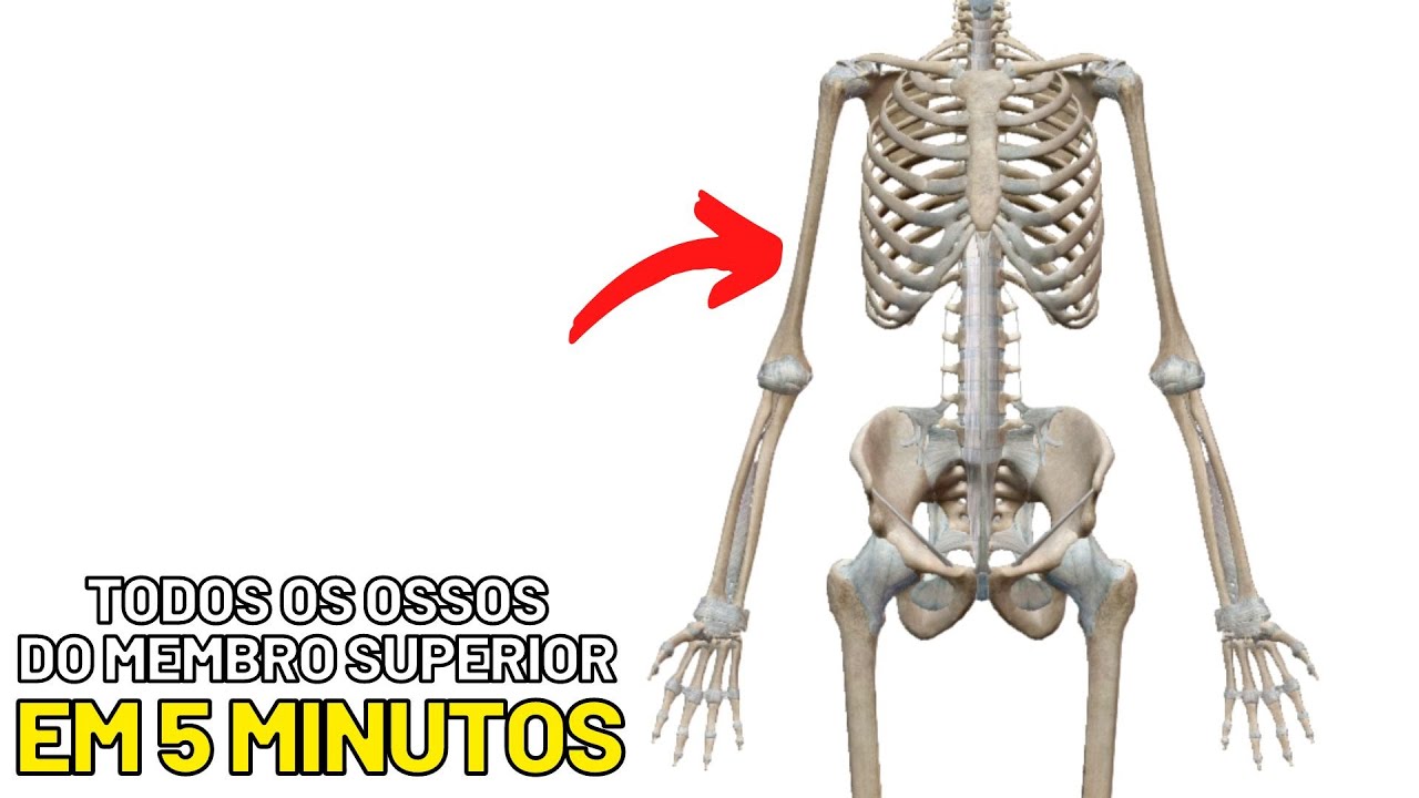 OSSOS DO MEMBRO SUPERIOR!