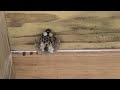 Wasps Building a Nest Under the Deck in Colonia, NJ