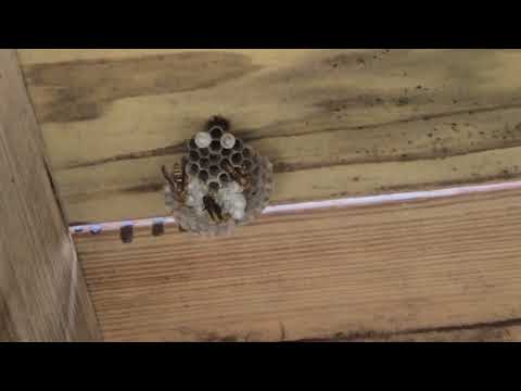Wasps Building a Nest Under the Deck in Colonia, NJ