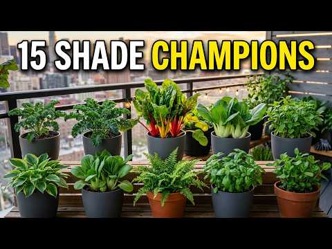 Grow Food Without Sun: 15 Container Vegetable Shade Loving
