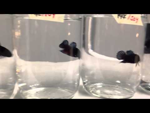 Ironman 5* Plakats @ Beejay's Bettas