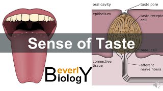 Sense of taste