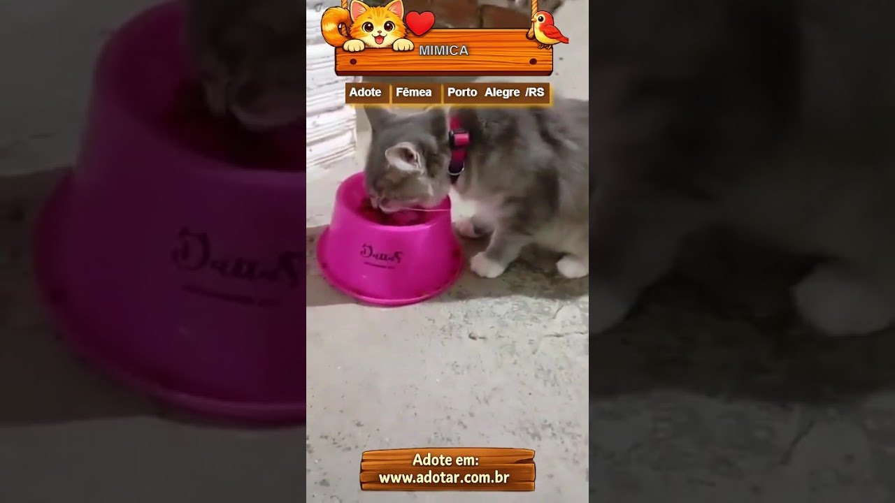 Gato raça SRD-ViraLata idade 1 ano nome MIMICA