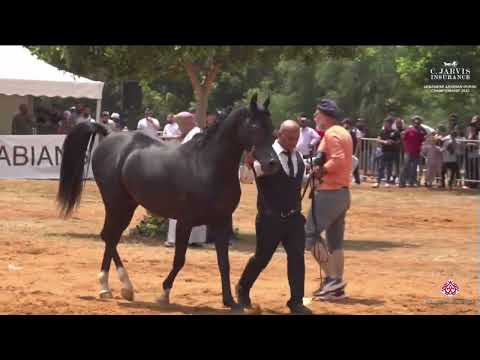 N 53 MG MACAN   Lebanese Arabian Horse Championship 2023   Stallions 7+ Years Old Class 9