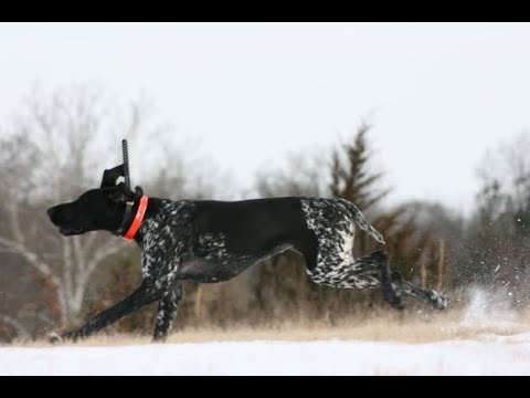 Pheasant Hunting on a COLD day with Pepper the German Shorthair.