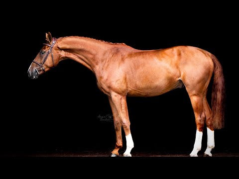 *2016 Hickstead White X Aletto