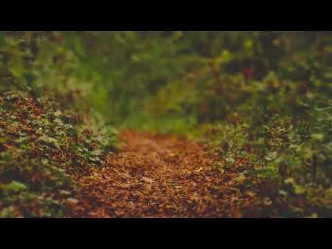 Rain on Leaves on a Forest Road in Autumn   10 Hours Video with Sounds for Relaxation and Sleep