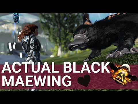 FULL ID79 ON THE MAEWING? Hunting for color regions - Stream Highlights