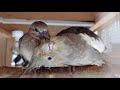 Meena & Dove Friendship | #raftarafta |True friendship #hindimusic #birdslove #LoveBond Meena & Dove Friendship | #raftarafta |True friendship #hindimusic #birdslove #LoveBond