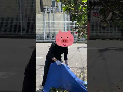 なぜ庭の生垣がまだ流行っているのですか？  庭園