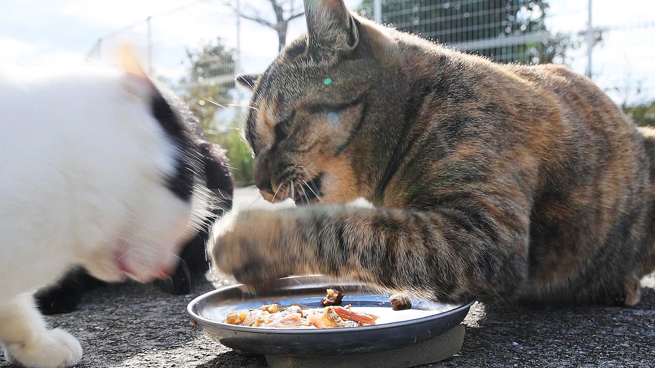 秘境で生きる猫たちにご飯をもっていくと・・・