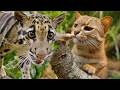 Your Cat Still Thinks Like a Tiger (4K Animal Documentary) DEFAULT Thumbnail