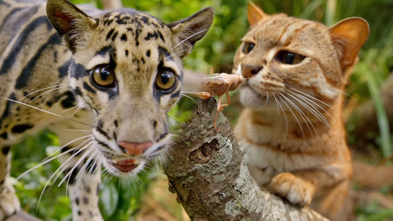 Your Cat Still Thinks Like a Tiger (4K Animal Documentary)