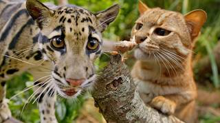 Your Cat Still Thinks Like a Tiger (4K Animal Documentary) MQDEFAULT Thumbnail