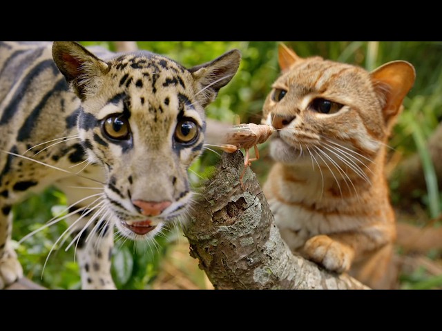 Your Cat Still Thinks Like a Tiger (4K Animal Documentary) SDDEFAULT Thumbnail