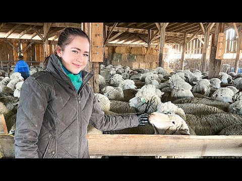 , title : 'Sheep Shearing & Grass Fed Beef! Montana Ranch!!! Women in Ag 2022'