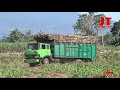 Truck Fuso Bermuatan Berat Kesulitan Keluar Dari Lahan Skill Joki Top Truk Tebu