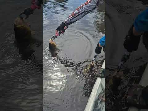 Dupla de Tucunaré, Mathias y @Anderson Silva Alemao, Japurá, Amazonas Brasil 🇧🇷
