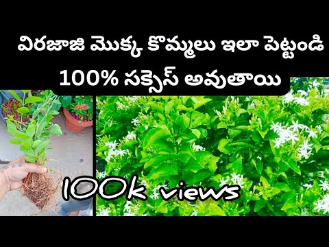 how to grow virajaji plant from cuttings in telugu