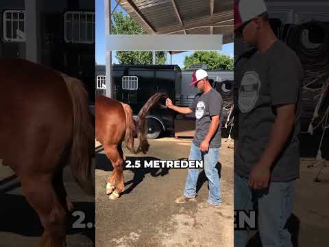 AT KUYRUKLARI HİÇ KESİLMEZSE NE OLUR?