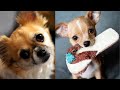 Cute Tiny Dogs Dogs Are The CUTEST