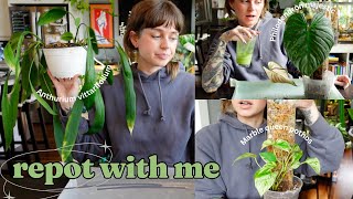 🌞 doing some propagation repots that I've been looking forward to (greta is finally on a pole!) 🌿