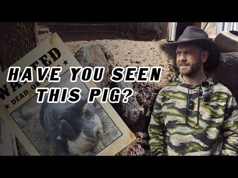 Jack’s Great Idaho Adventure | Episode 4: Pig on the Loose & Garden Goals with Aree and Maple