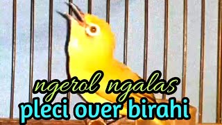 Download lagu pleci over birahi ngalas efektif untuk di jadikan pancingan pleci agar pleci buka paruh. mp3