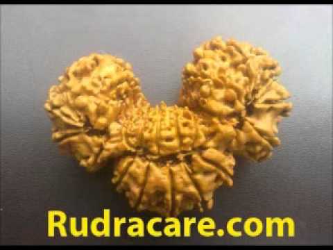Trijuti or GAURIPAATH Rudraksha mantra