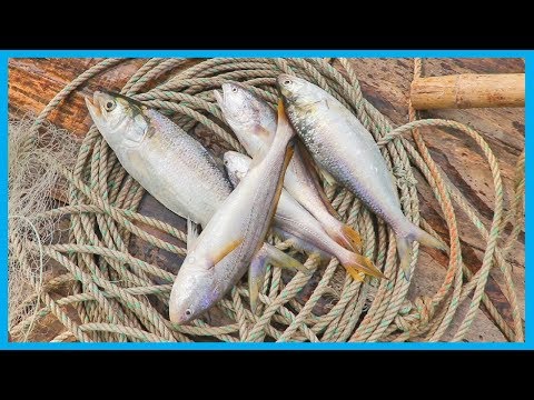 Amazing Fast Hilsa Fishing Skill (PART 24) - Catching Hilsa Fish Big on the Sea