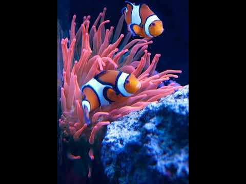 Ajita - Sometimes I Wish